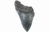 Partial, Fossil Megalodon Tooth - South Carolina #307659-1